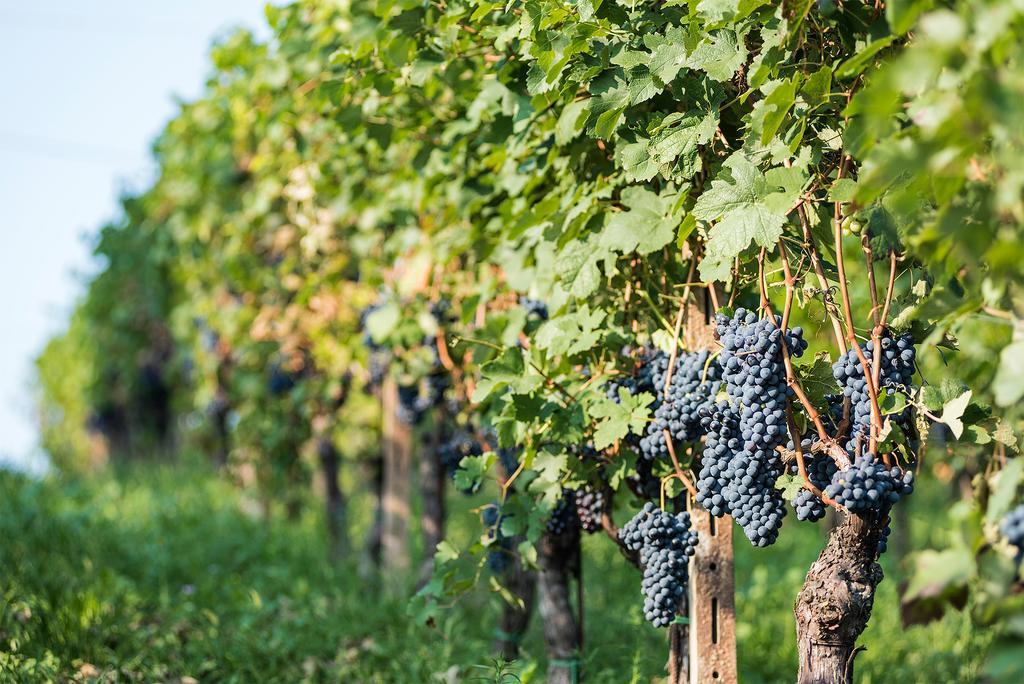 Agriturismo Albarossa Ніцца-Монферрато Екстер'єр фото